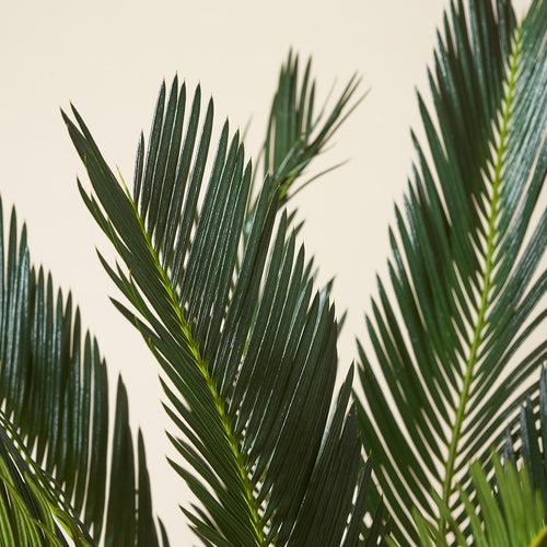 Palmfarn